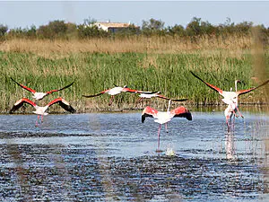 flamants rose en camargue