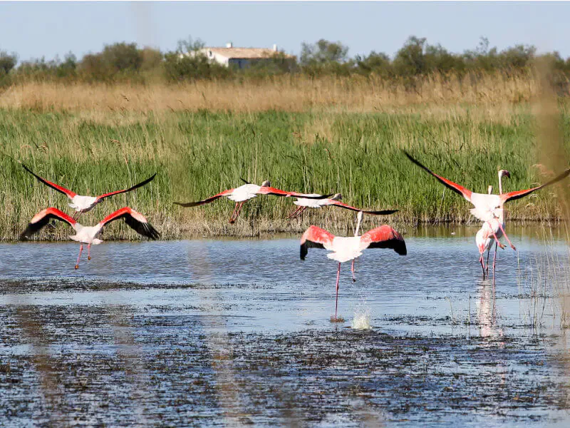 flamants rose en camargue